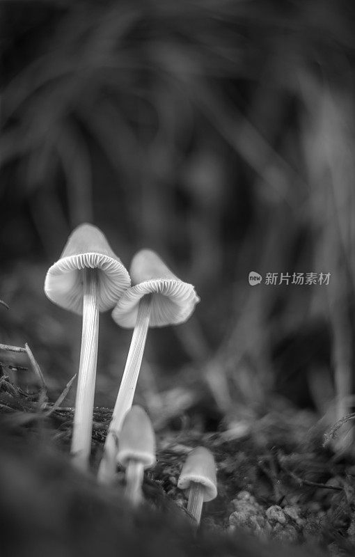 Coprinus sp垂直bokeh helios44宏